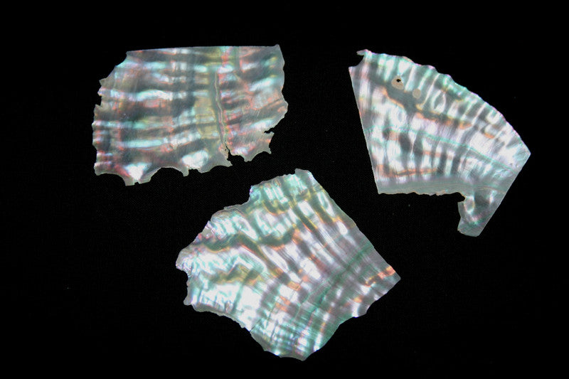 Abalone Seashell