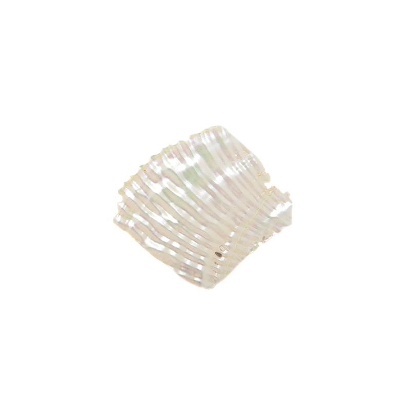 Mother of Pearl Abalone Shell