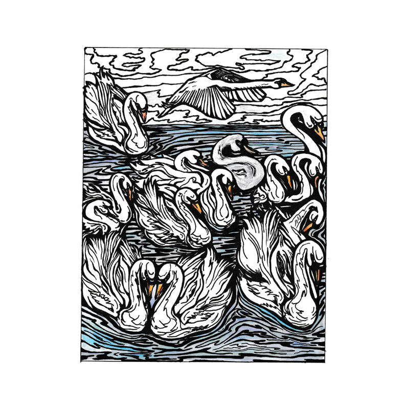 Texture - Carol Douglas - Swans - Colour Close-up